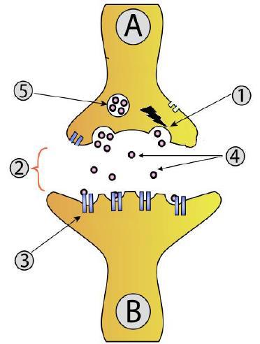 Station 3 6.5 Neurons and synapses Number the steps of an action potential in order from start to finish. The first step has been labeled for you. A. Potassium diffuse out of the neuron B.