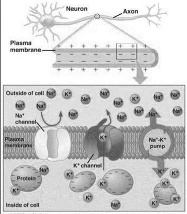Station 4 6.5 Neurons and synapses Using the picture above as an aid answer the following questions: 1. Describe the role of the sodium potassium pump. 2. Describe the role of the sodium channel. 3.