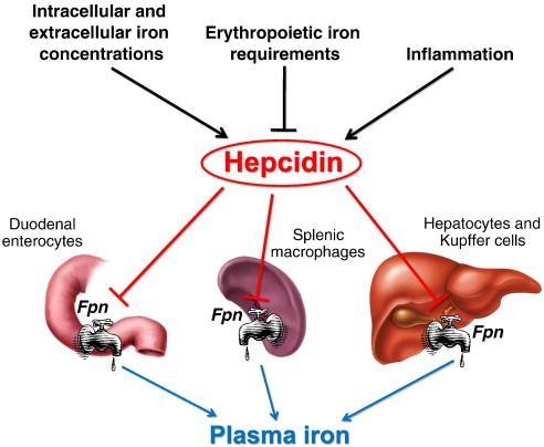 Hepcidin is the Principal Hormone that Controls