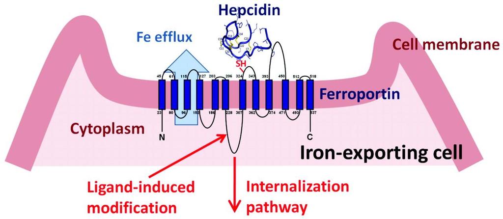 Hepcidin Inhibits Ferroportin Activity