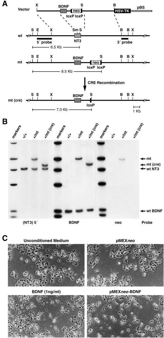 In vivo activation of Trk receptors by NT3 4317 Fig. 1. Replacement of the endogenous NT3-coding region with BDNF.