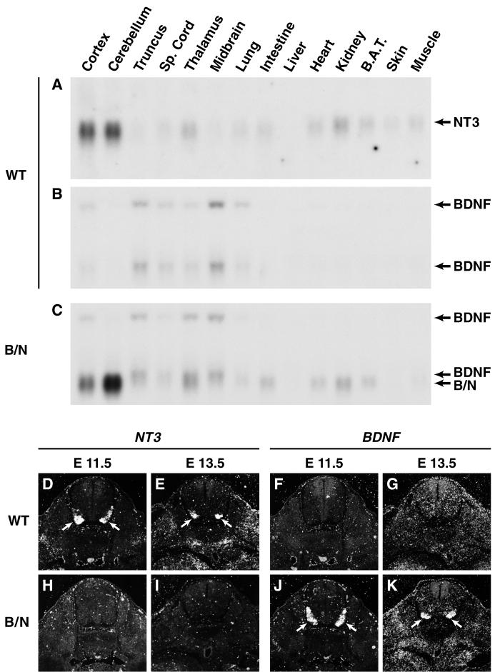 4318 V. Coppola and others Fig. 2. BDNF expression in B/N mutant mice. (A-C) Northern blot analysis of BDNF transcripts in tissues dissected from newborn wild-type (WT) and B/N mice.