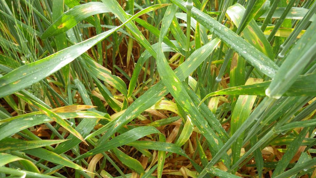 Moderate Disease on Flag-1 10-20% of leaf covered with lesions Planted cultivated wheat ground Cool weather Sporadic events