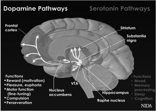 Other Neurotransmitters Involved Serotonin Mood, sleep Opioid Peptides Pain, GI system, Mood Cannabinoids Mediation of synaptic traffic Norepinephrine Arousal, dreaming, moods, blood pressure, heart