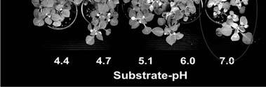 3 ppm N 15 ppm N Substrate components can affect response Adding vermiculite reduced iron/manganese toxicity at low Iron deficiency at high is the most common issue