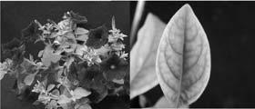 hydroponics and growing media 7.5 Petunia Root-medium 7. 6.5 6. 5.