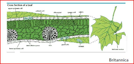 Membrane Cell