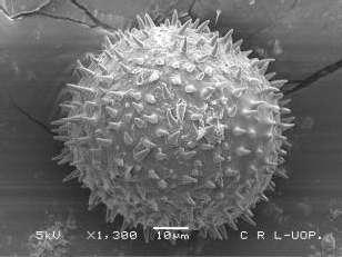 Pollen grain. M. nicaeensis, Fig. 9.