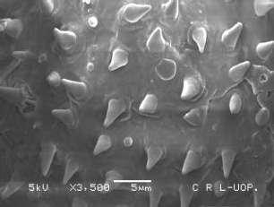 Pollen grain. M. verticellata, Fig. 11.