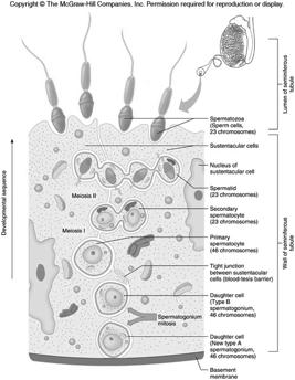 Formation of Sperm Cells 7
