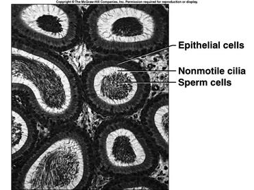 maturation of sperm cells 14 Ductus Deferens muscular tubes about 45 cm each extends from epididymis to