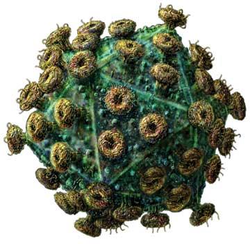 hence increasing the opportunity for persistent high-risk HPV