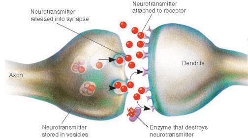 How neurons in the cell