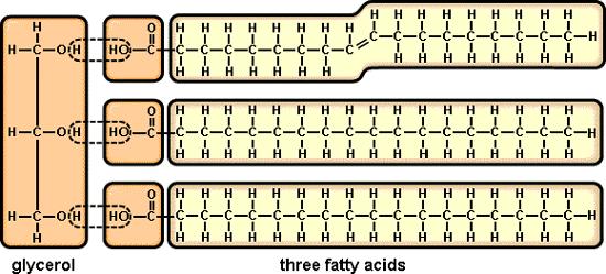 Double bonds react more easily, which means the double bonds of the unsaturated fats are more easily broken down for the cells of your body. But what are Trans fats?