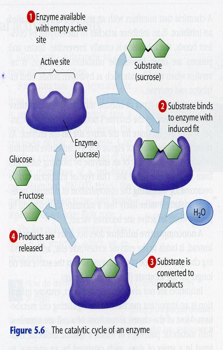 The substances that are acted on by enzymes are called the substrate.