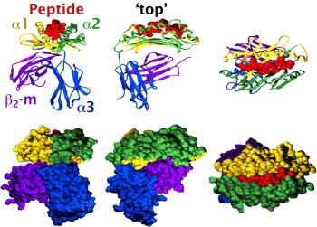 Proteins must be precisely folded in order for them to