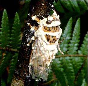 < Beauveria bassiana infected insects>