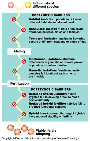 Reproductive Isolation, II Postzygotic barriers: fertilization occurs, but the hybrid zygote does not develop into a viable, fertile adult Reduced hybrid viability (frogs;