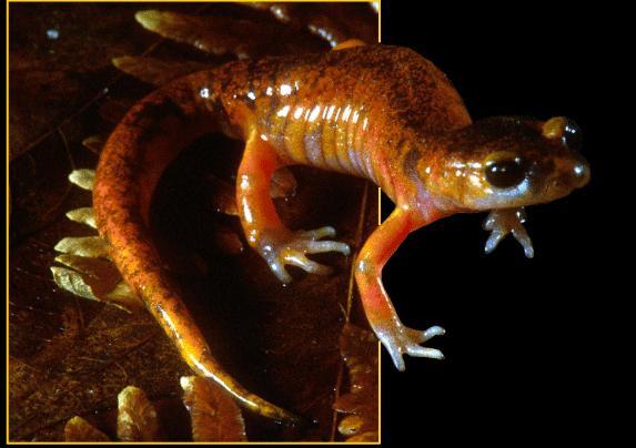 Species of salamander genus, Ensatina, may interbreed,