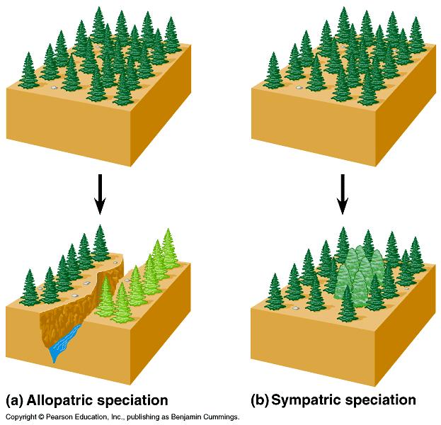 Modes of speciation (based on how gene flow is interrupted) Allopatric: other country populations segregated by a geographical barrier; can result in adaptive radiation