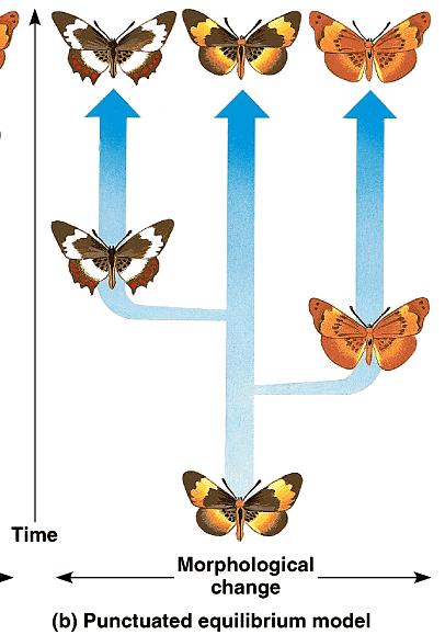 Punctuated Equilibrium Rate of speciation is not constant rapid bursts of change long periods