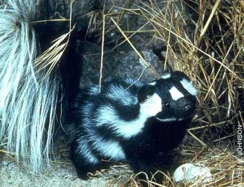 spotted skunk (R) overlap in range but eastern