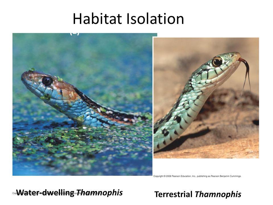Habitat isolation: Two species encounter each other rarely, or not at all,