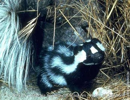 implantation Western Spotted Skunk delayed