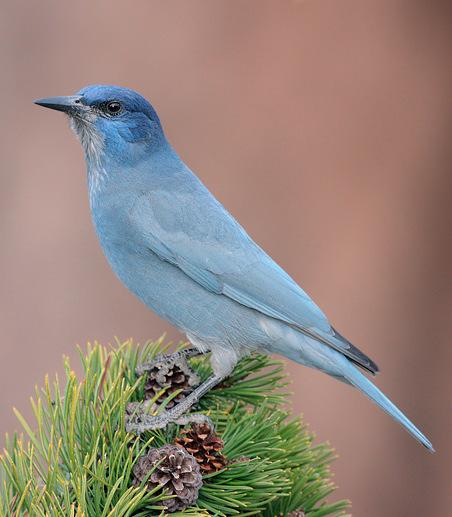 emphasizes the role of disruptive selection Scrub Jay insects,