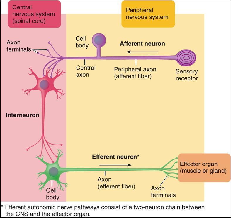 2- peripheral nervous system (PNS) - nerves extending toward or away from CNS and ganglia. These neurons can regenerate if damaged. Nervous tissue consists of two major types of cells: 1.