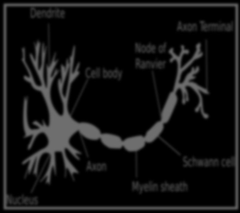 1- Neuron A.