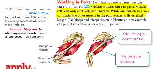 Muscle system Because muscle cells can only contract, not extend, skeletal muscles must work in