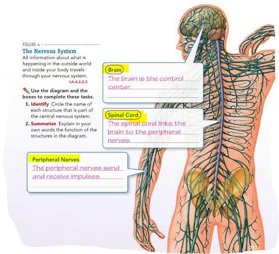Nervous system The spinal cord is the link between the brain and the peripheral nervous system.