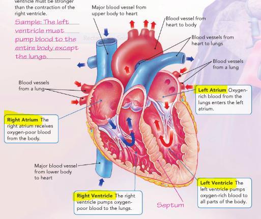 Circulatory System Circulatory System = also called the cardiovascular system, it is made up of the heart, blood vessels, and blood.