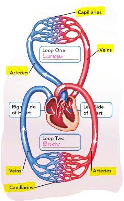 Circulatory System The Circulatory system also includes: Blood vessels they carry blood to every part of your body Arteries blood vessels that move blood away from the heart.