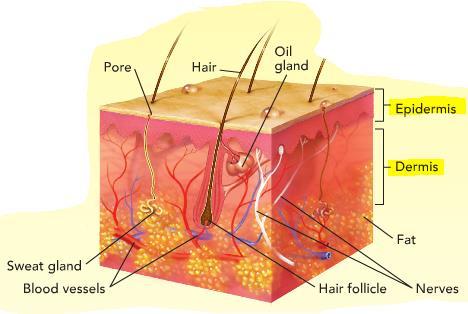 Two layers of skin tissue: The Epidermis: The thin outer layer of skin which does NOT contain nerves or blood vessels The Dermis: