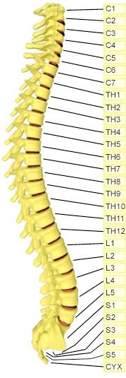 VERTEBRAE This graph shows your Galvanic Skin Responses to Virtual Items for each of the vertebra indicated. Of most interest are the ones with an out of range value.