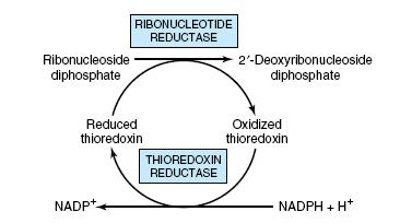 Reduction of ribonucleoside