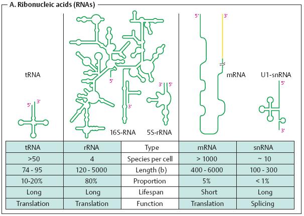 Small nuclear RNAs (snrnas) are involved in the splicing of mrna
