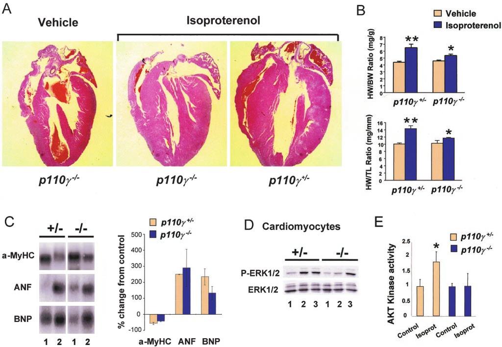 2148 Circulation October 28, 2003 reported that mice deficient for p110, the catalytic subunit of PI3K, display increased cardiac contractility but normal heart size via increased camp signaling.