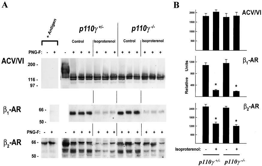 Oudit et al PI3K and -Adrenergic Signaling 2151 Figure 3. Ventricular -adrenergic receptor densities.