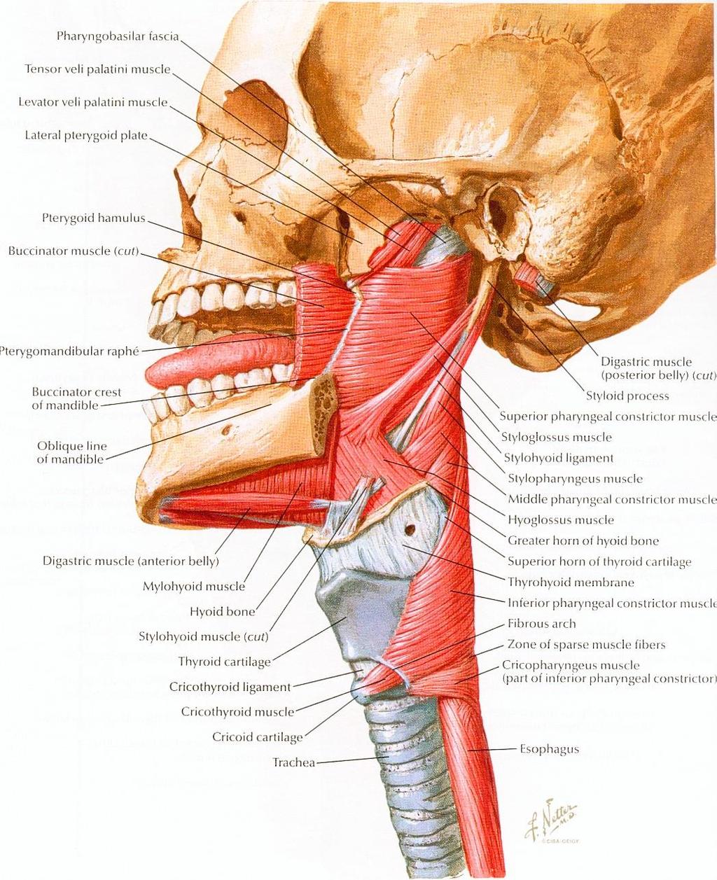 Upper esophageal sphincter = cricopharyngeal muscle Innervation : nerve X Cricopharyngeal muscle: - contracted and tonic at rest.