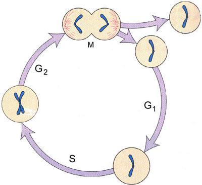 Cell Cycle Phases: G 0 G O Phase Resting phase No division Some cells never leave G O phase ex.