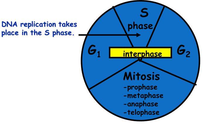 Interphase: S DNA Synthesis DNA Replication process by which DNA is copied to make 2 identical DNA
