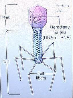 the bacteriophage was DNA, not protein.