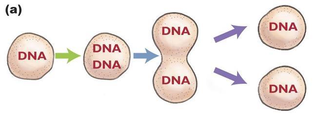 DNA Replication (to copy) DNA has to be copied before new