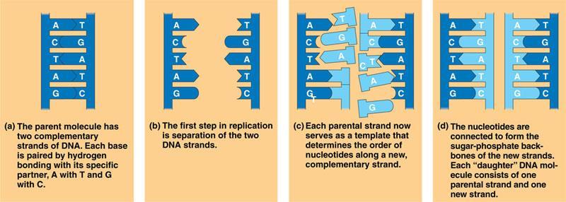 DNA Replication Replication is semi-conservative (one strand is old, one strand new) This is to help