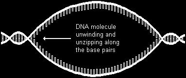 DNA separates in the middle (weak hydrogen bonds).