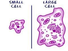 How do cells solve this problem? As cell size increases too much- it can lead to death of a cell.