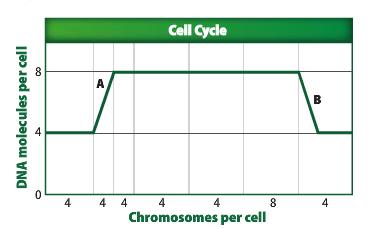 CELL CYCLE: